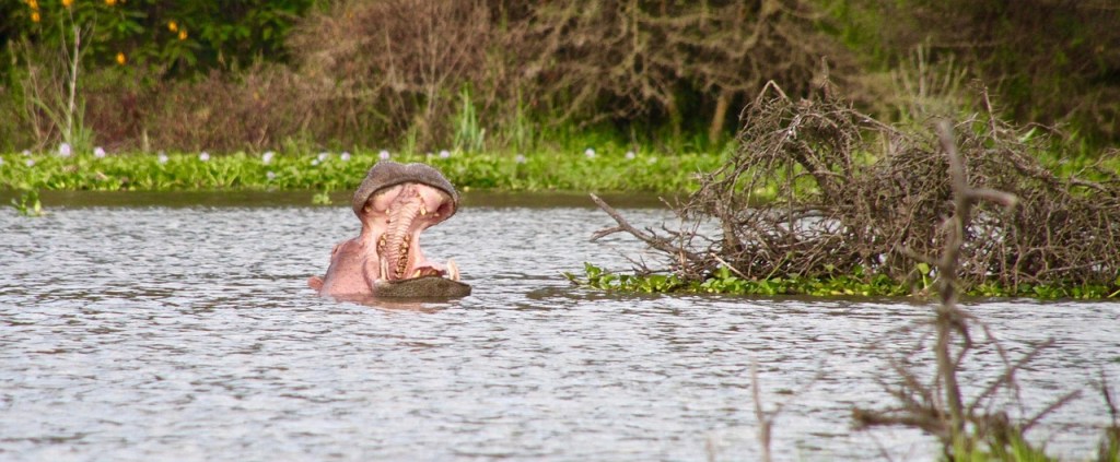 Hipopótamo en el lago Oloidien, Naivasha