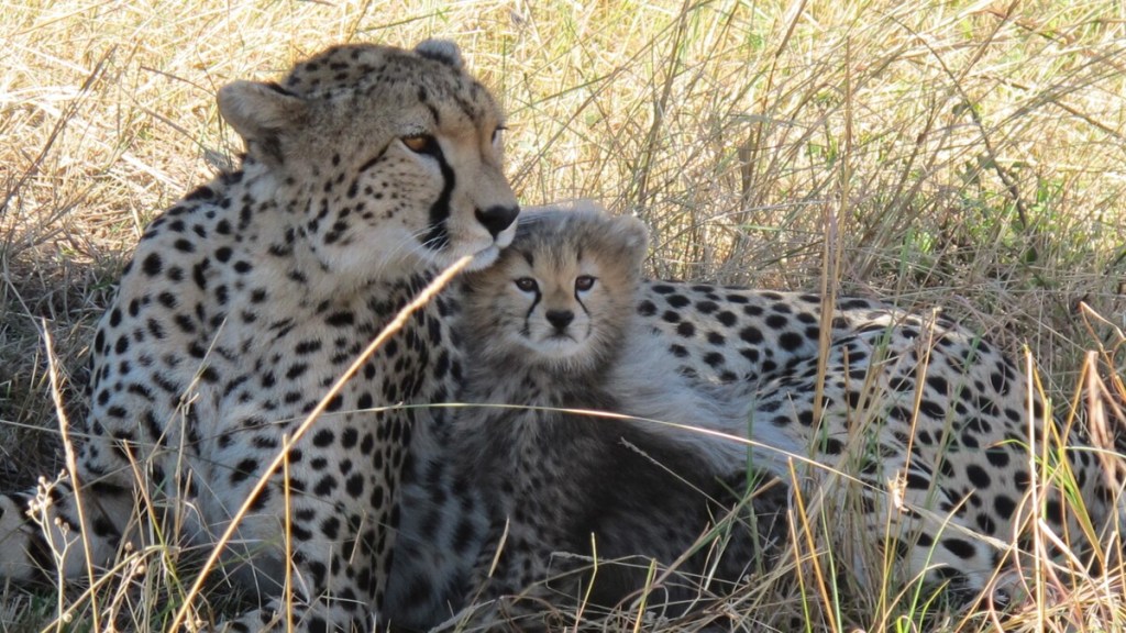 Un guepardo con cría de guepardo en Safari Masai Mara.