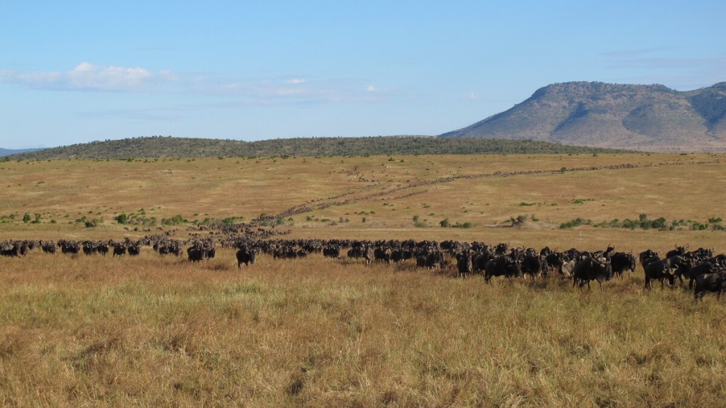 Manadas de ñus que vienen del Serengueti, atravesando las tierras en busca de pastos más fértiles.