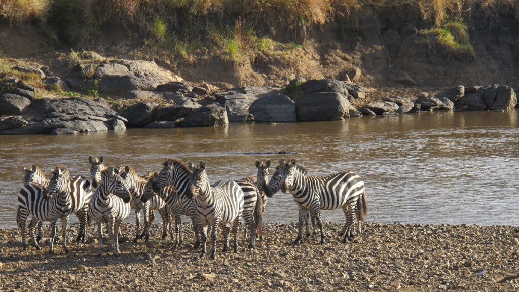 Grupo de cebras, a punto de cruzar el rio Mara. Varios cocodrilos esperan impacientes su oportunidad.
