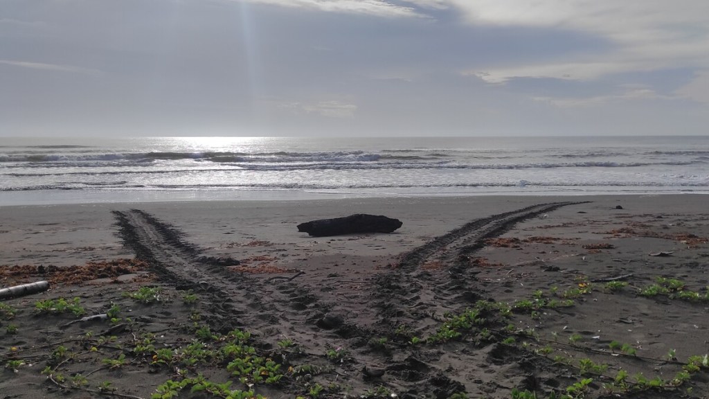 Playa de Tortuguero, por la mañana, con las marcas de tortugas que anidaron la noche anterior