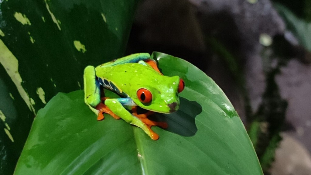 Rana de ojos rojos, uno de los iconos que mejor refleja la increíble biodiversidad de Costa Rica