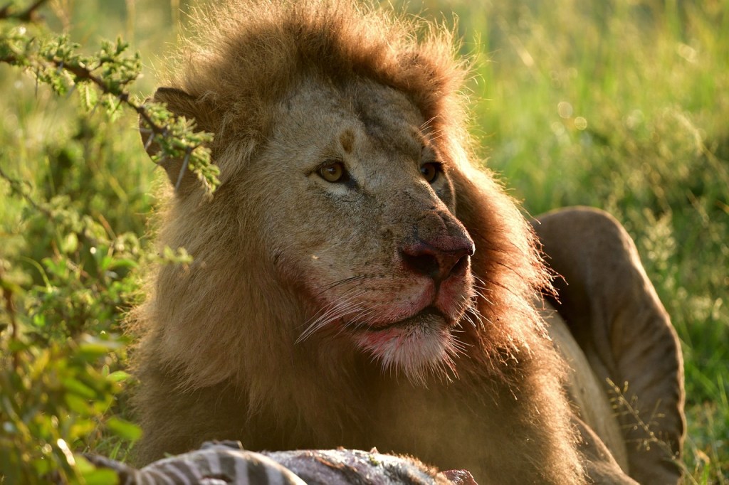 Leon en Masai Mara después de la cacería nocturna