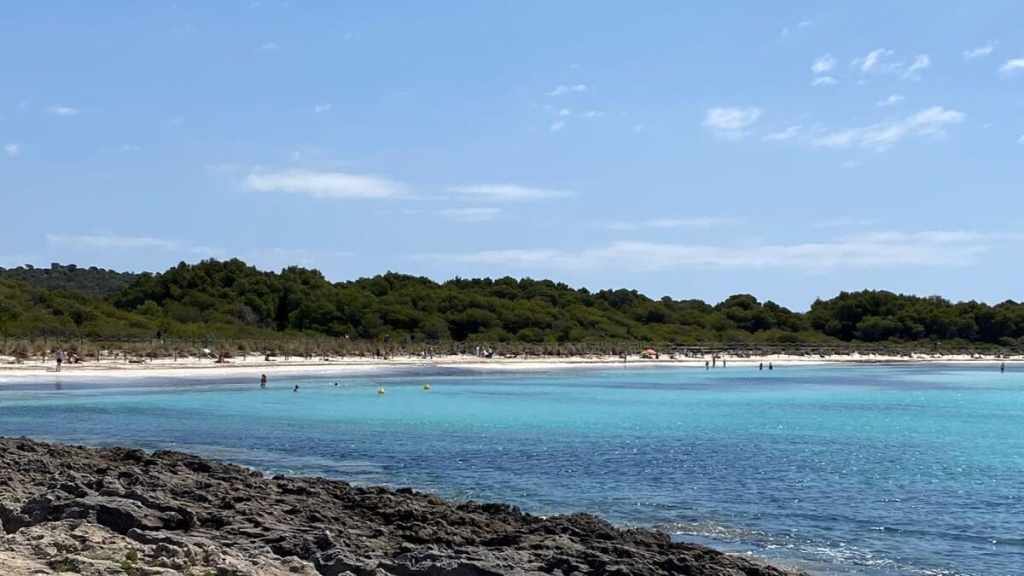 Son Saura, arena fina y aguas cristalinas. Concentración de Posidonia en el primer tramo