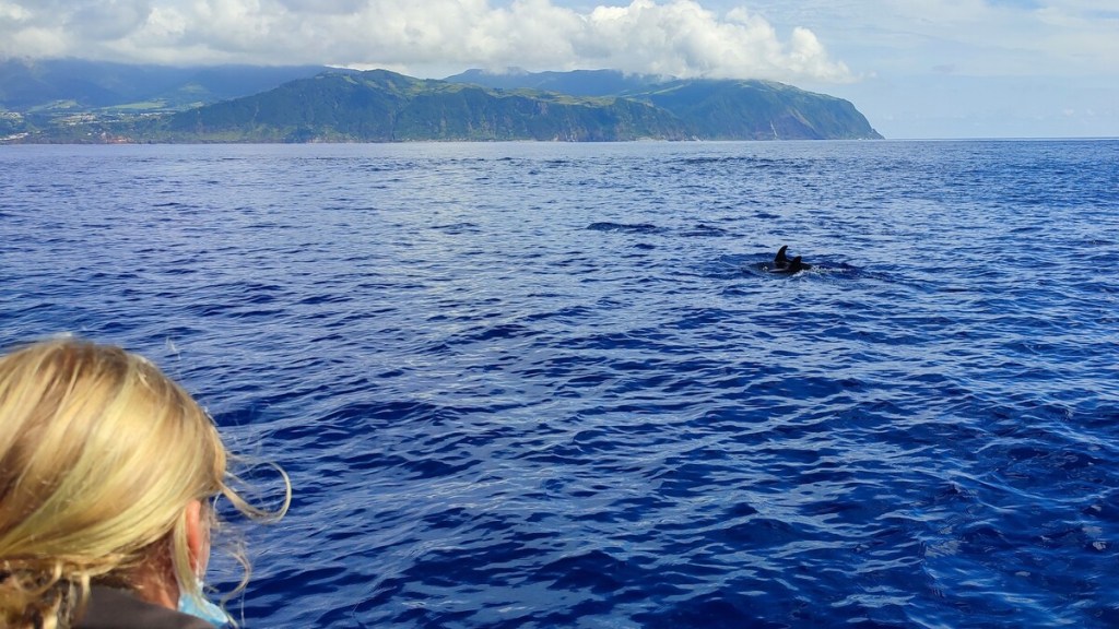 Avistamiento de ballenas y delfines en Islas azores. 